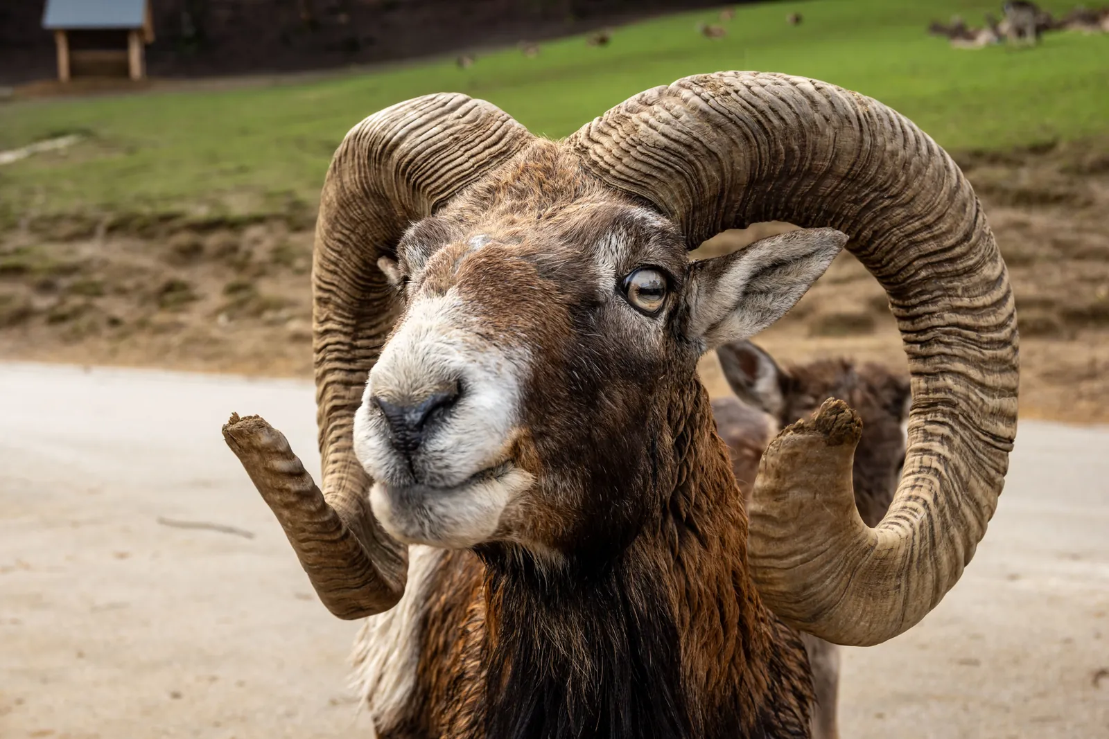 Muflon – baran o masywnych zakręconych rogach, symbol znaku zodiaku Baran